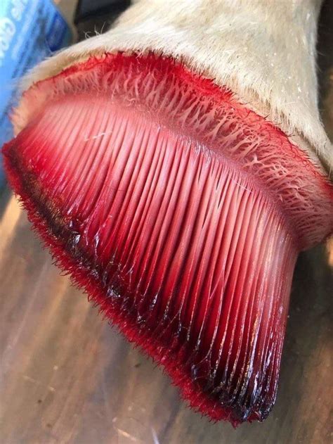 horse hoof falling off